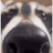 1337gustav